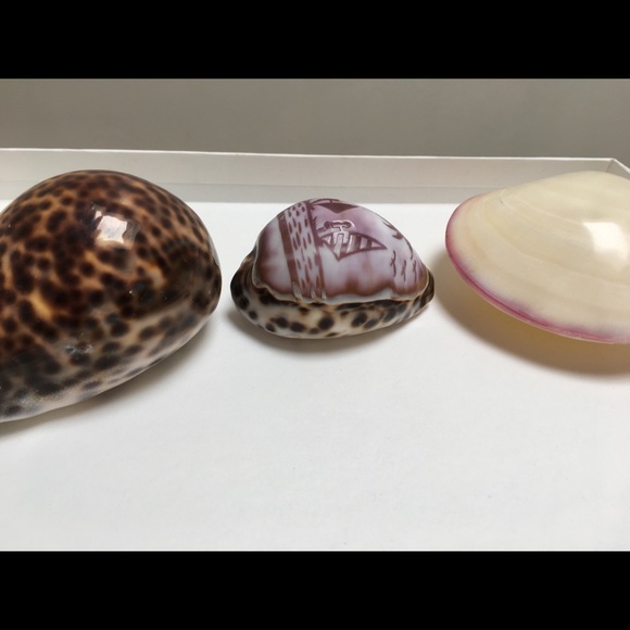 Set of 3 Sea Shells for Home/Office Decorations | Bohemian - Picture 5 of 5
